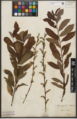 Foto von Salix purpurea L. x Salix silesiaca Willd.